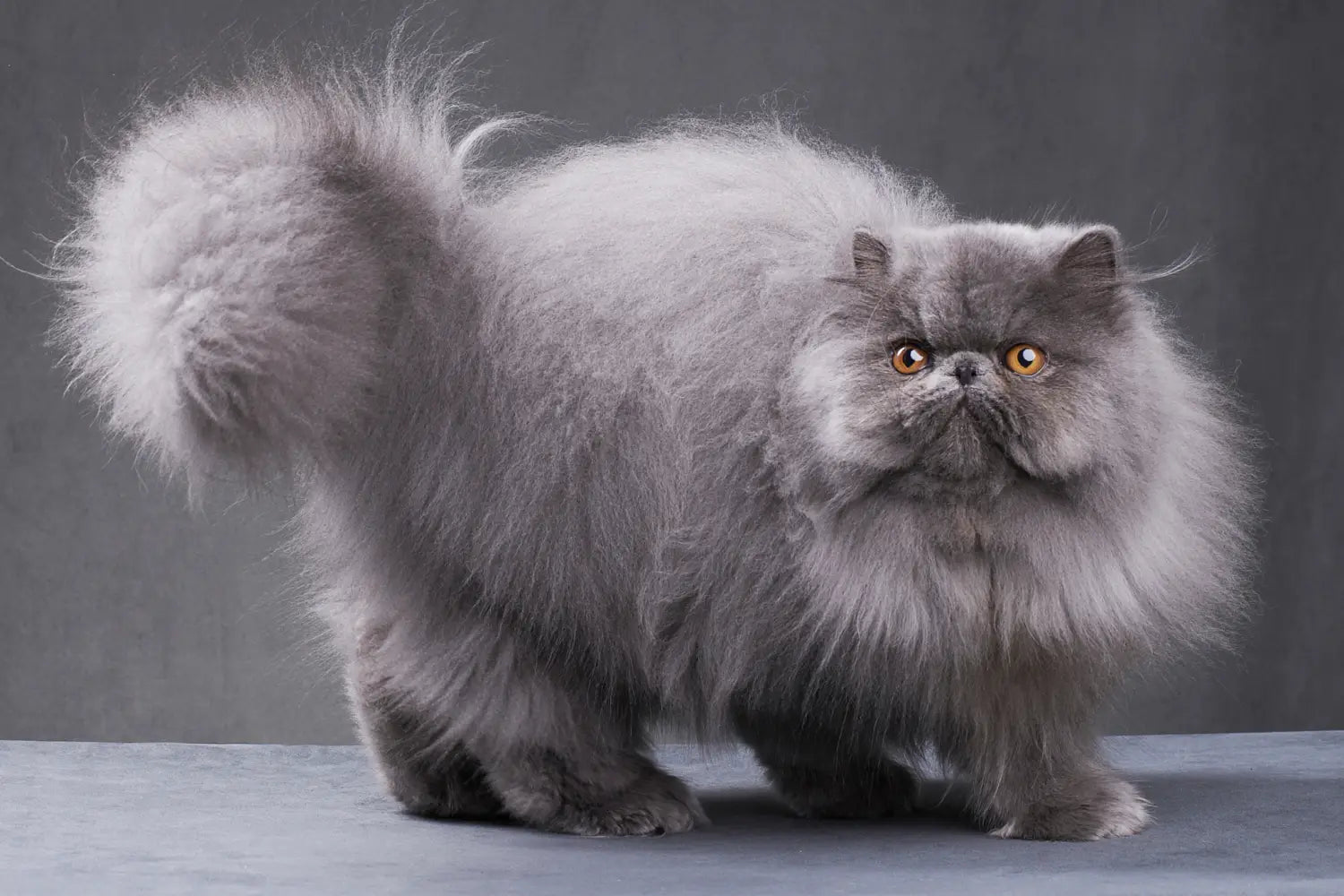 The ultimate persian cat care guide: nurturing your elegant companion