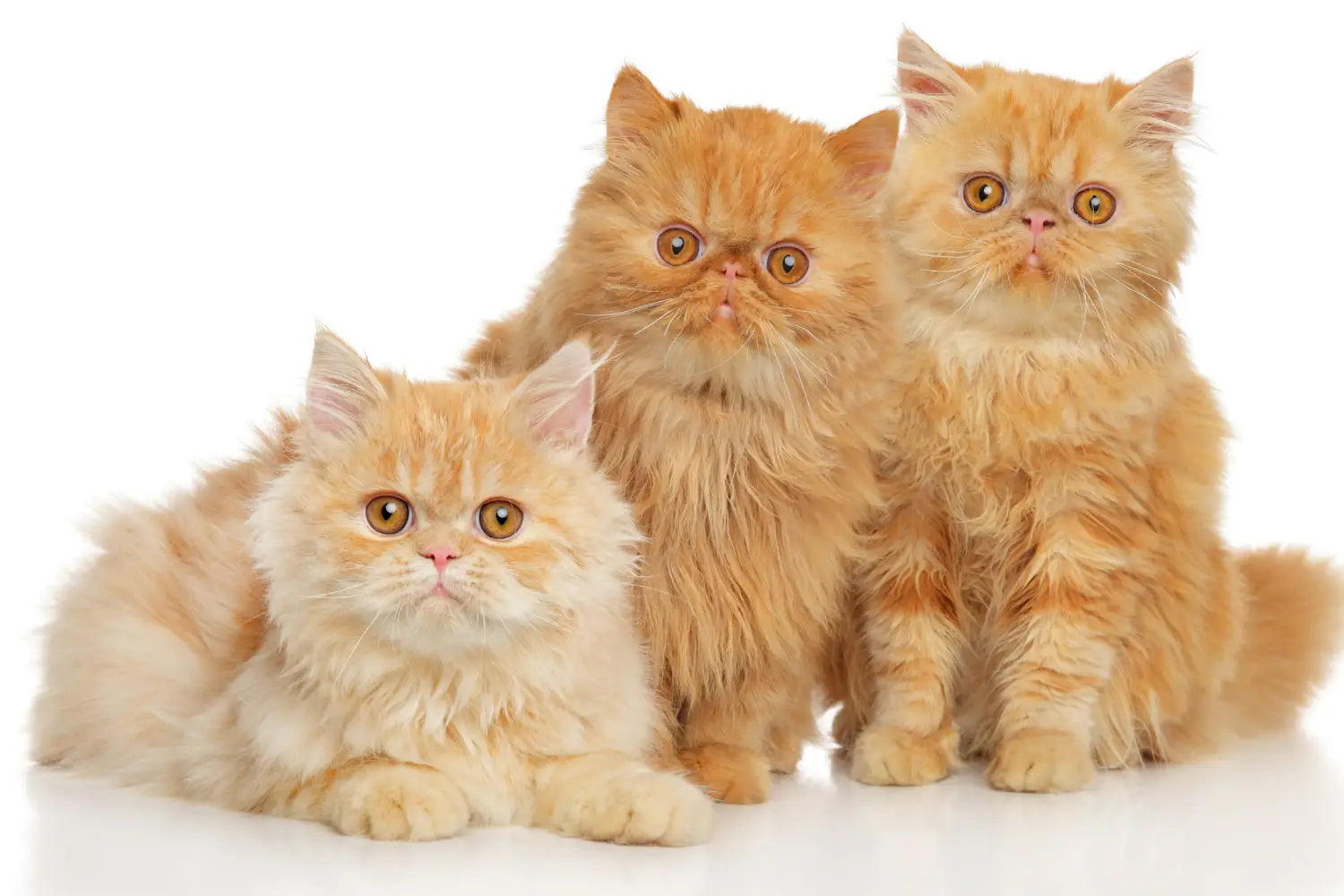 The ultimate persian cat care guide: nurturing your elegant companion
