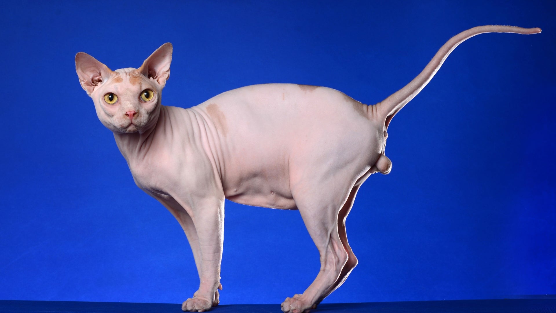 The unbelievable antics of fat sphynx cats