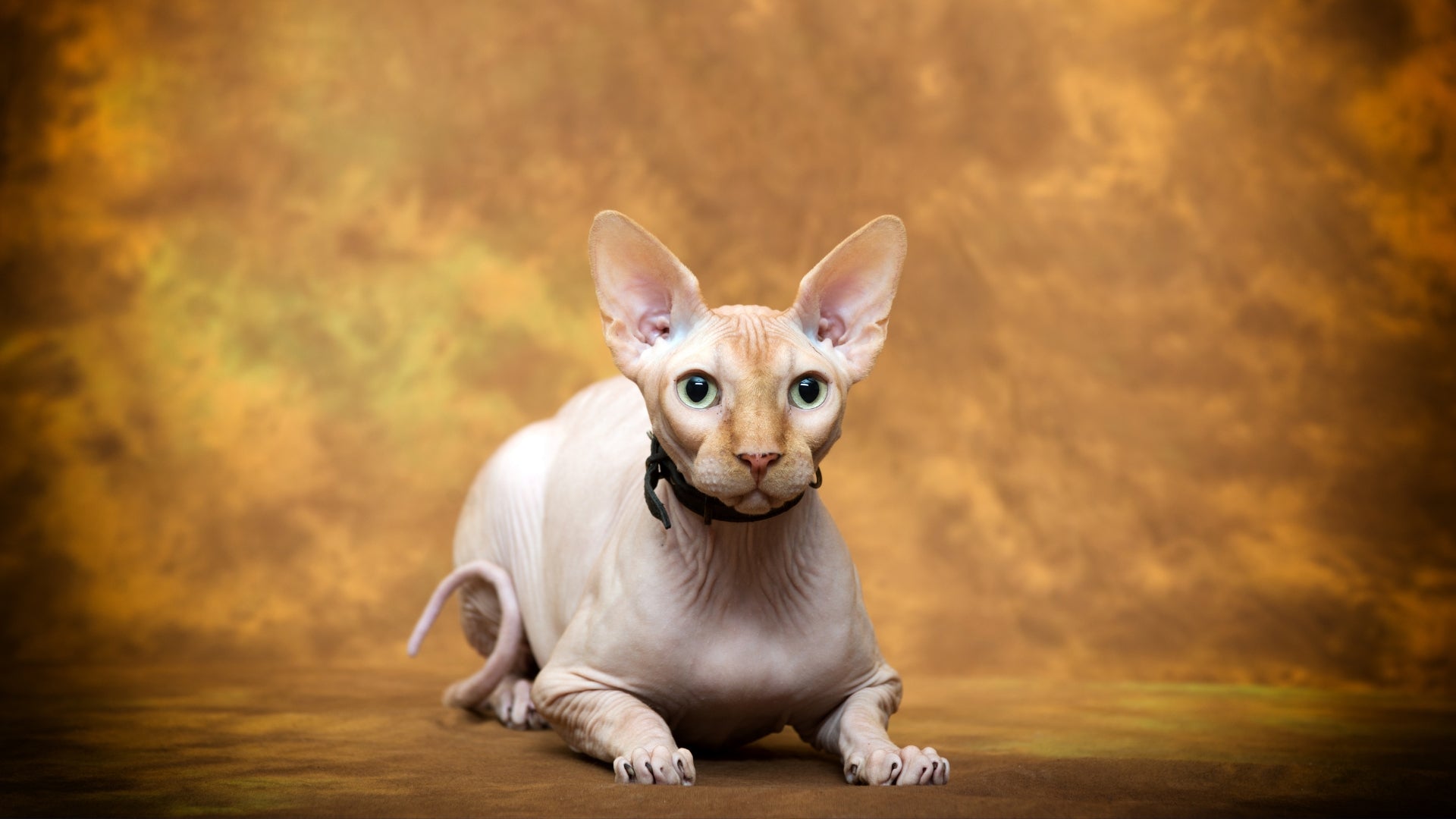 The unbelievable antics of fat sphynx cats