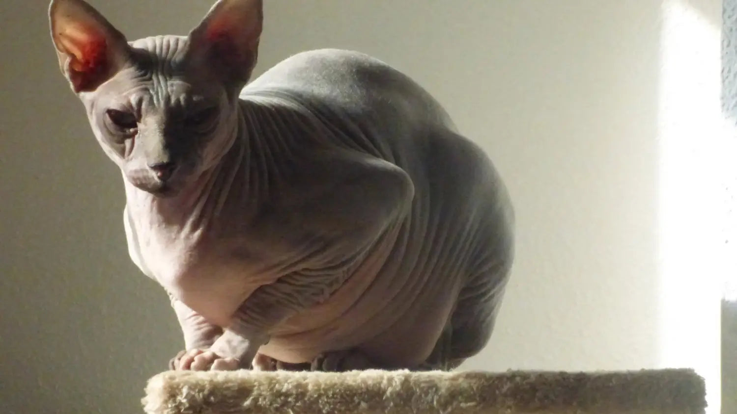 The unique beauty of sphynx cats: a comprehensive guide