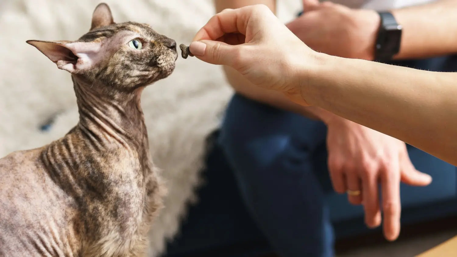 The unique beauty of sphynx cats: a comprehensive guide