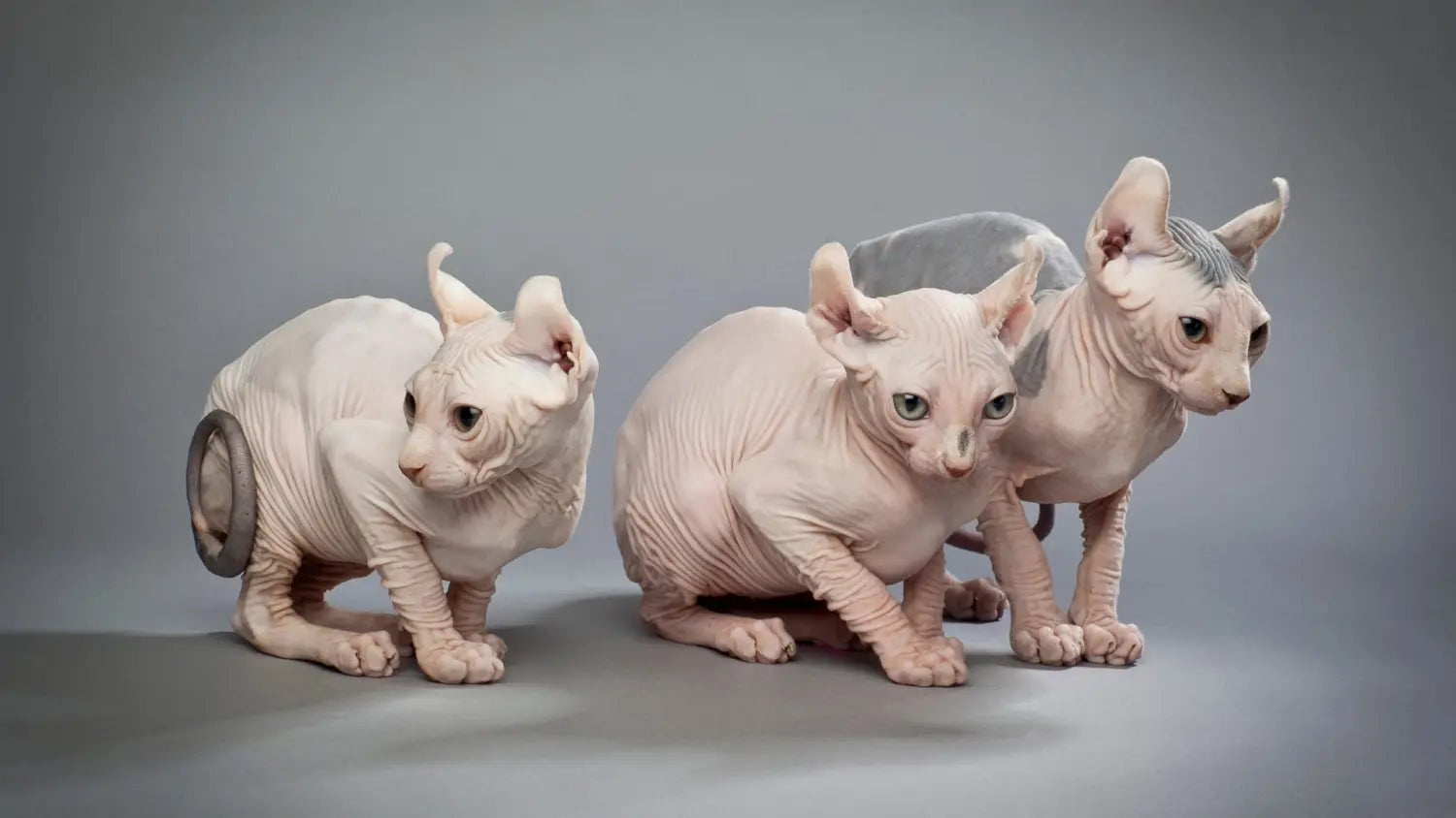 The unique beauty of sphynx cats: a comprehensive guide