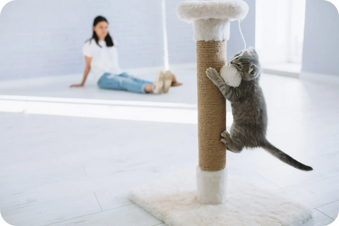 Top 10 Basic Tricks for Training Your Purebred Kitten