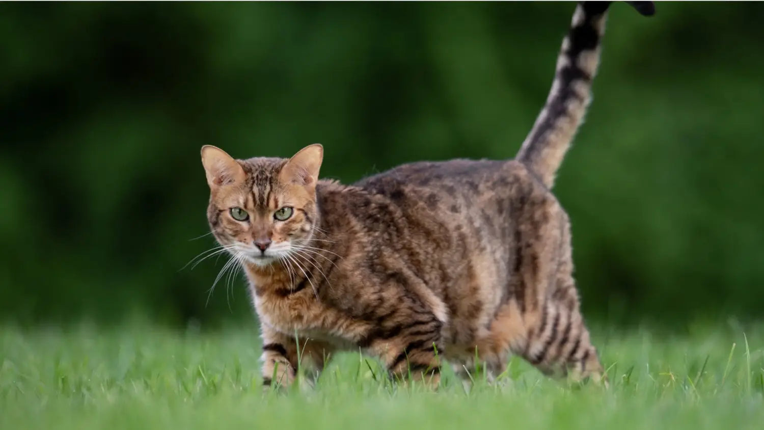 bengal cat facts