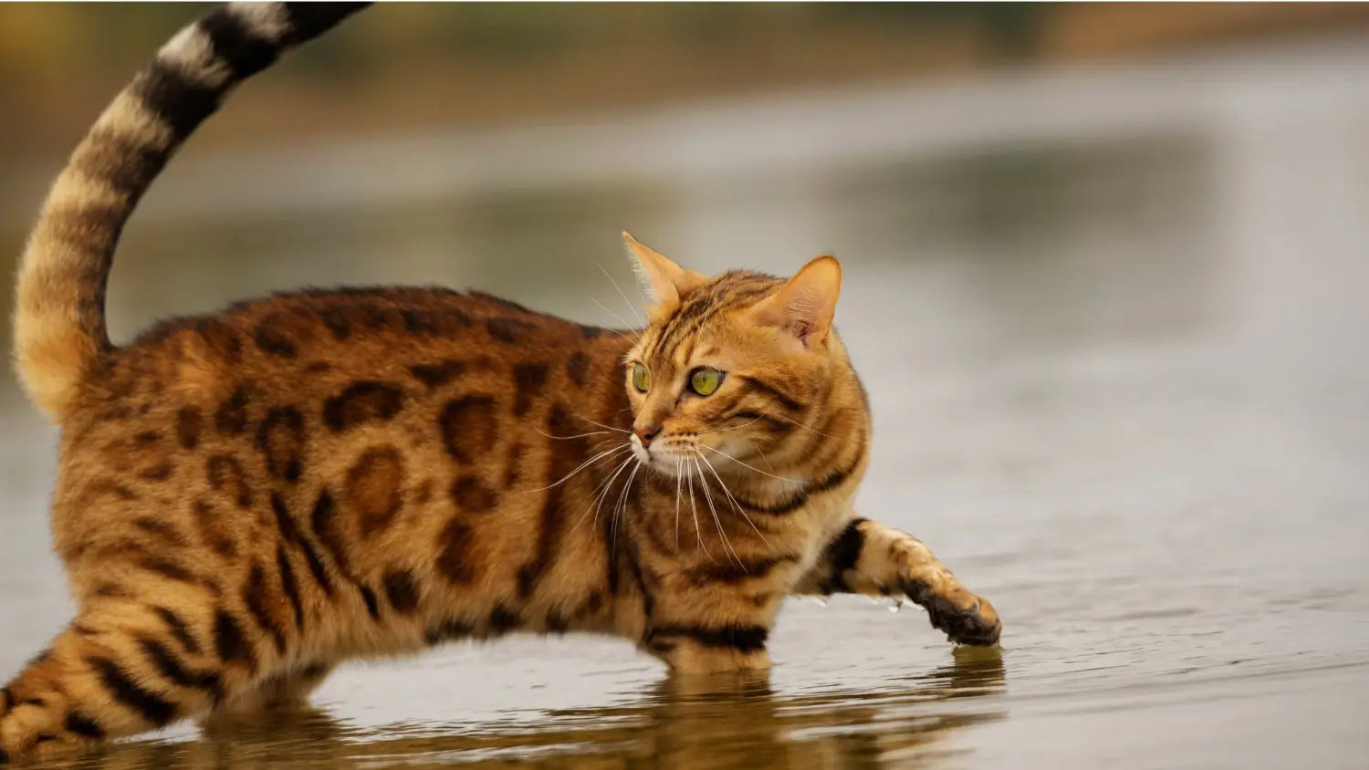 bengal cat facts