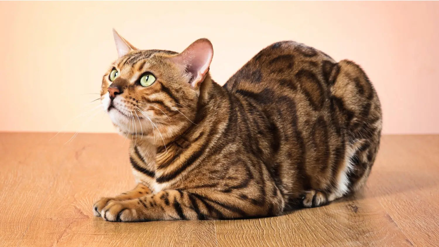 bengal cat facts