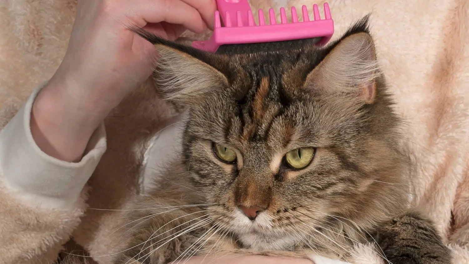 Top 5 reasons to choose a maine coon kitten: discover the joy and companionship of gentle giant