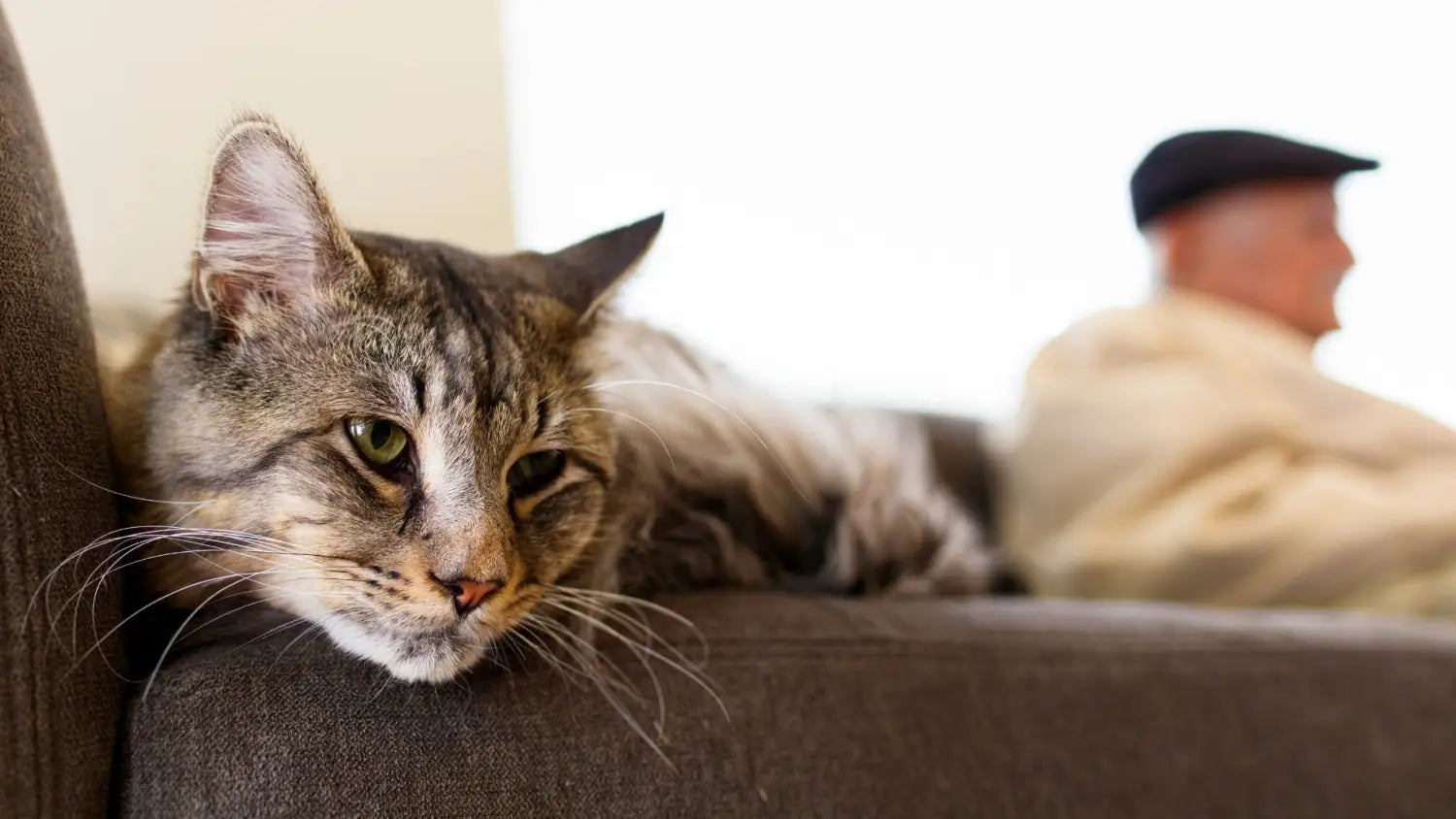 Top 5 reasons to choose a maine coon kitten: discover the joy and companionship of gentle giant