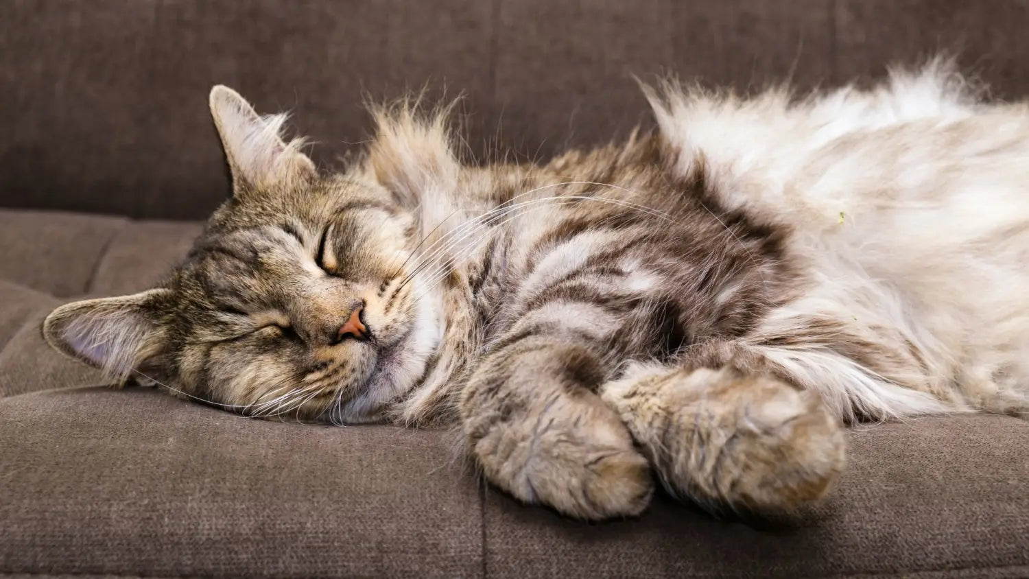 Top 5 reasons to choose a maine coon kitten: discover the joy and companionship of gentle giant