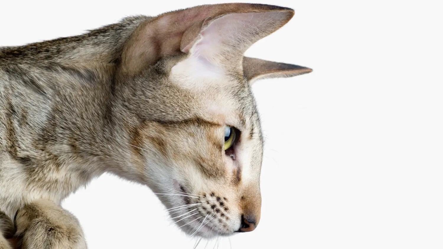Top benefits of oriental shorthairs as family pets: why they’re the best choice