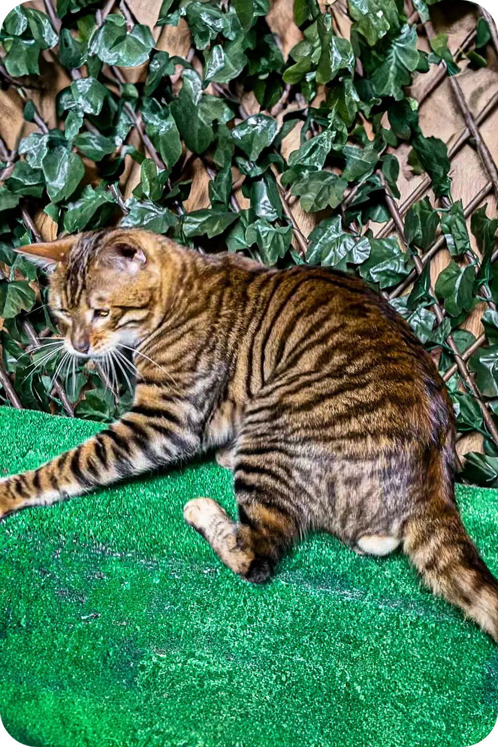 Exart | Toyger Kitten