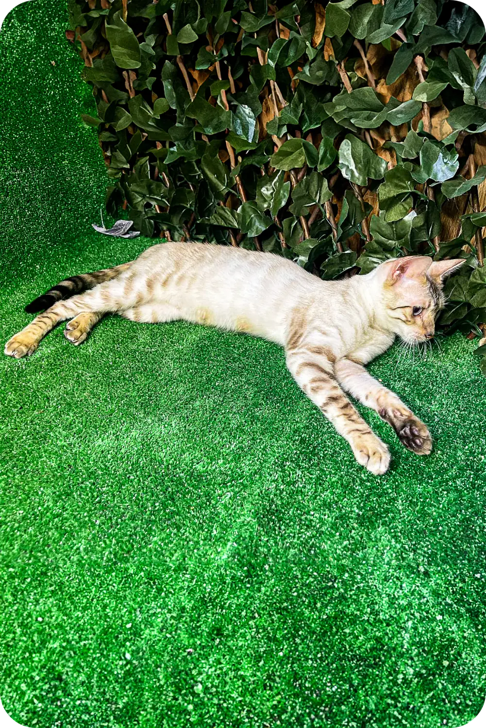 Exart | Toyger Kitten