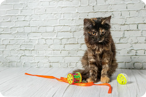 Essential Training Tips for Your New Purebred Kitten: