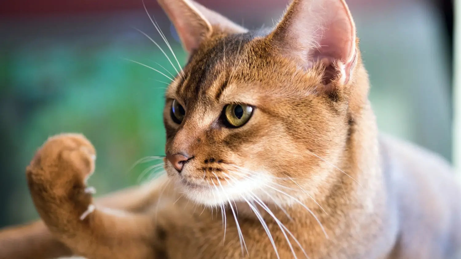 Training techniques that work well for abyssinian cats