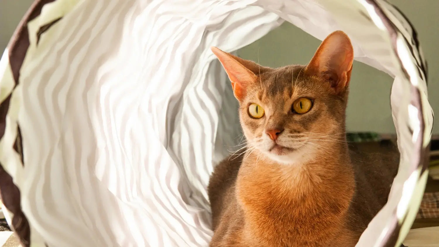 Training techniques that work well for abyssinian cats
