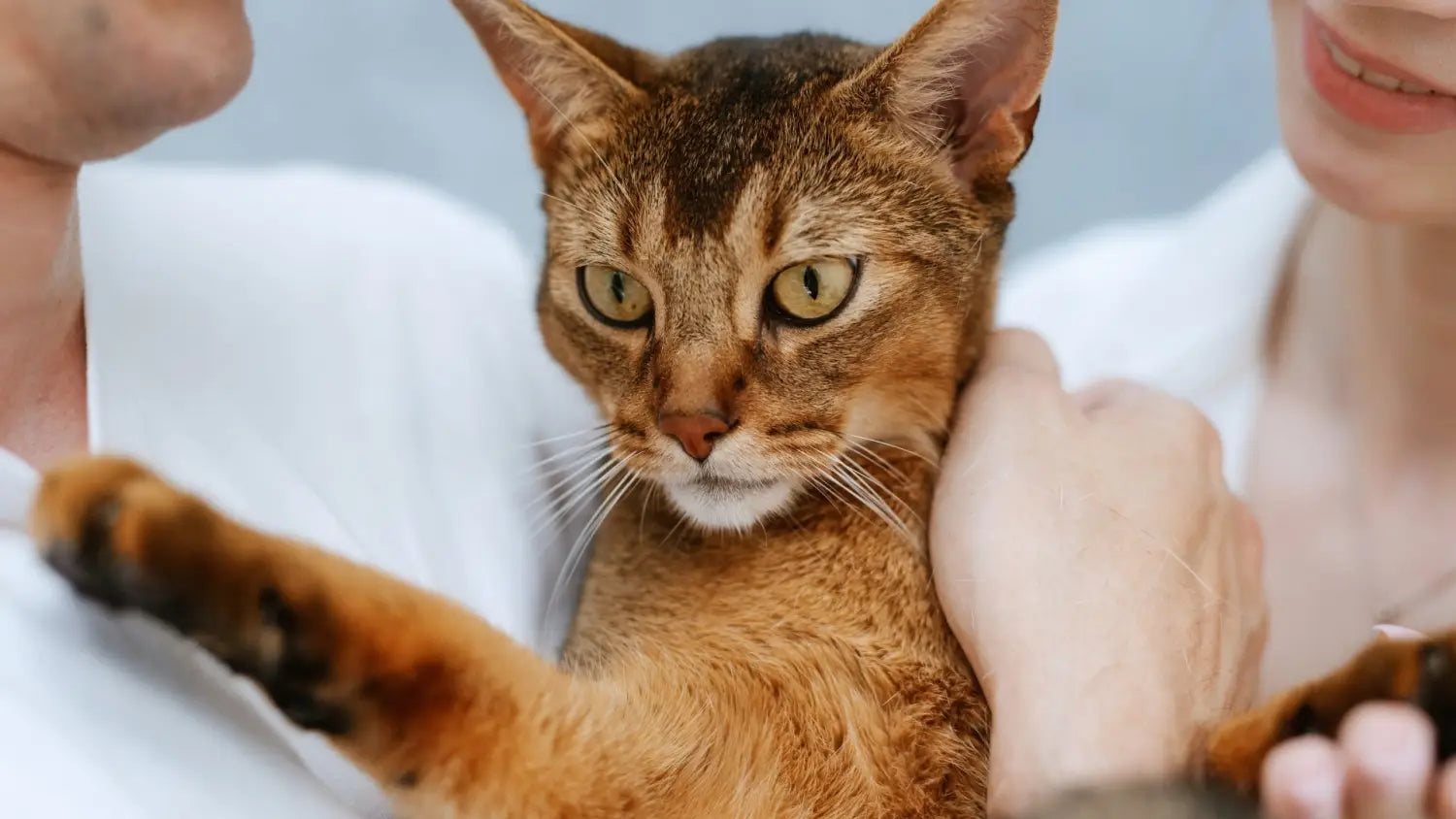Training techniques that work well for abyssinian cats