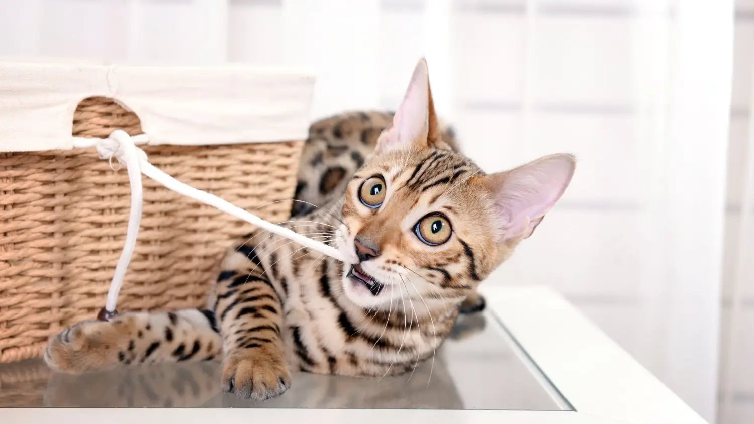 Training techniques that work well for bengal cats