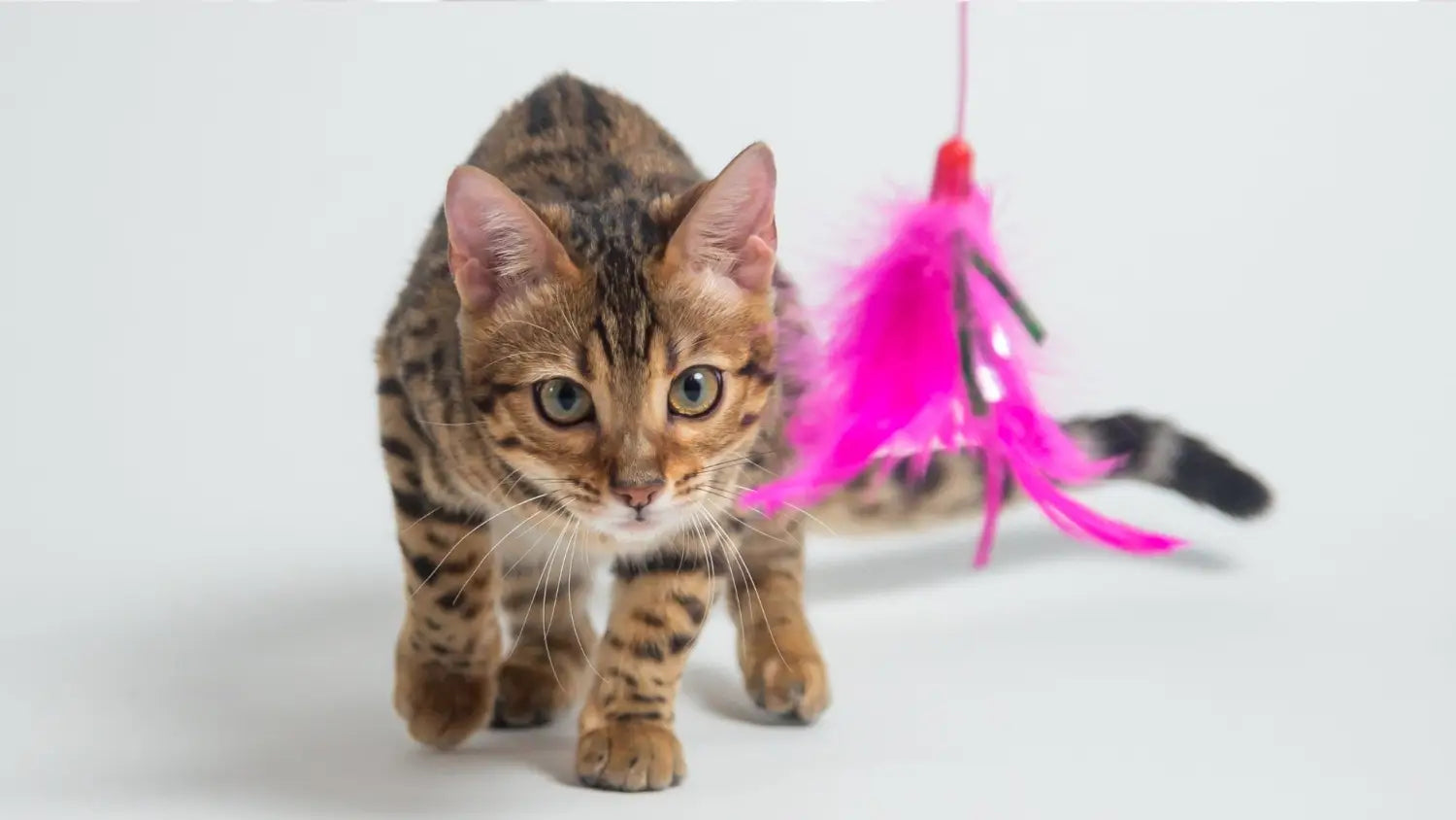 Training techniques that work well for bengal cats