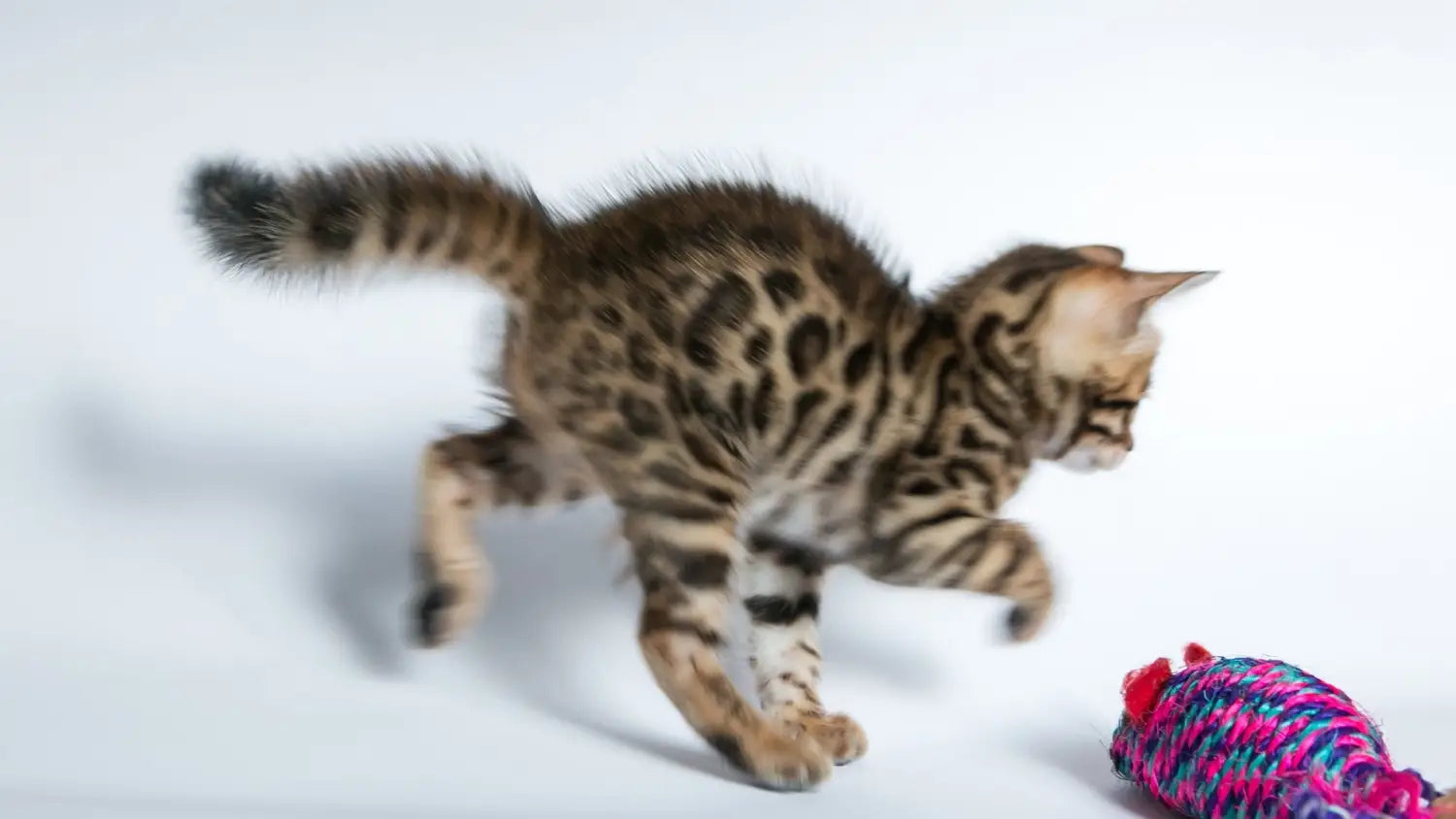 Training techniques that work well for bengal cats