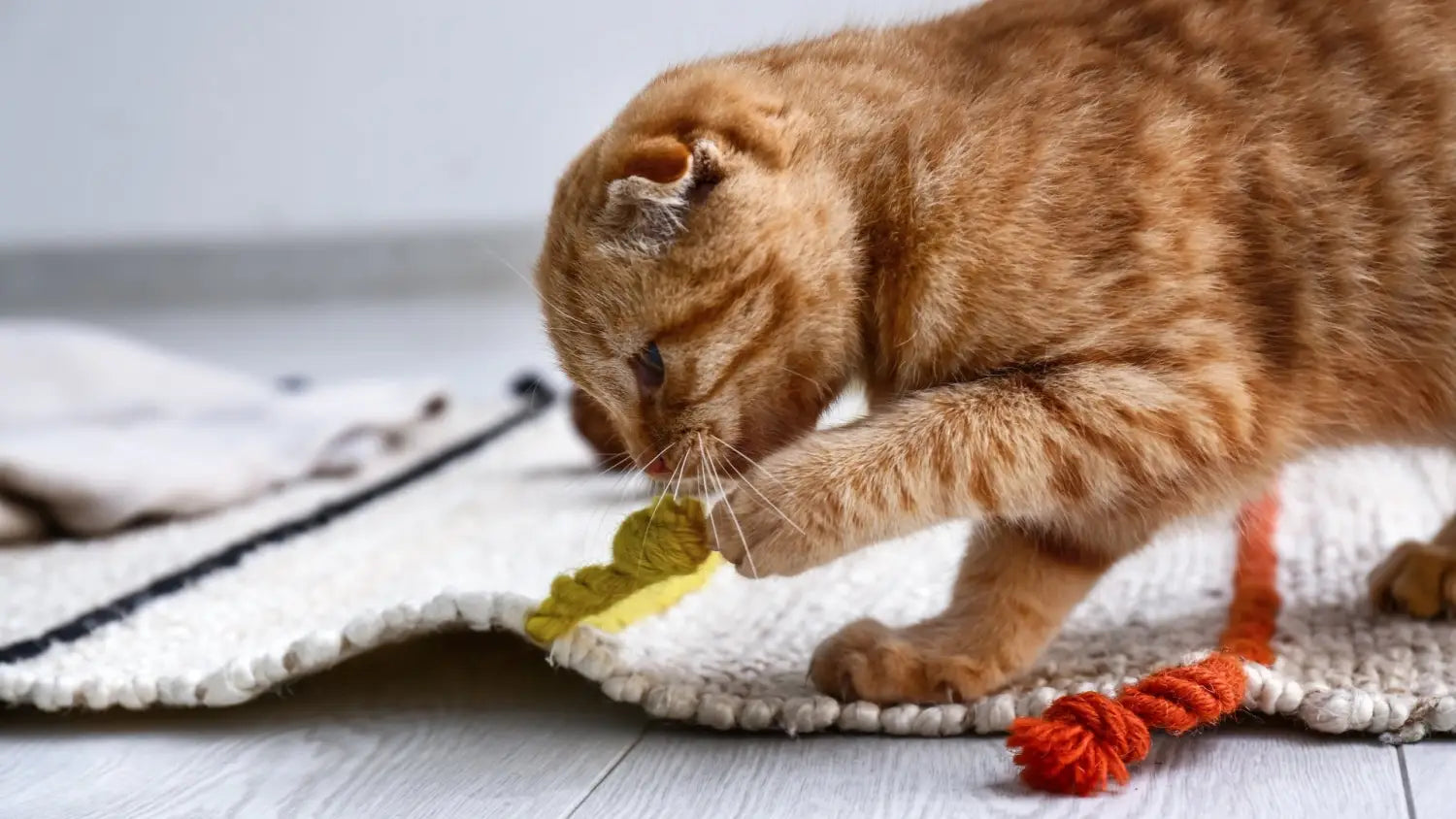 Training techniques that work well for scottish cats