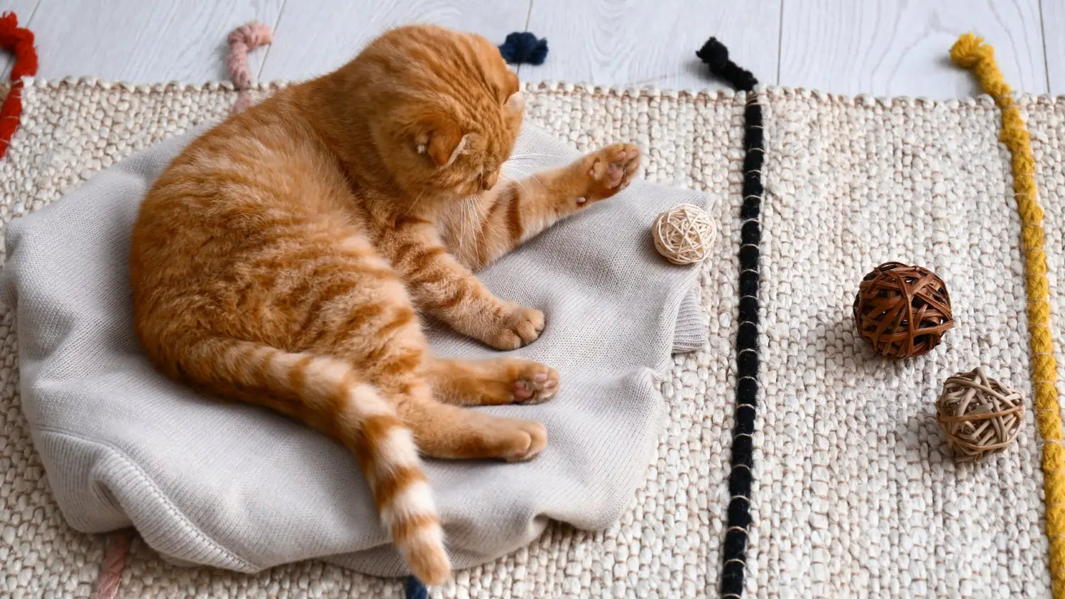 Training techniques that work well for scottish cats