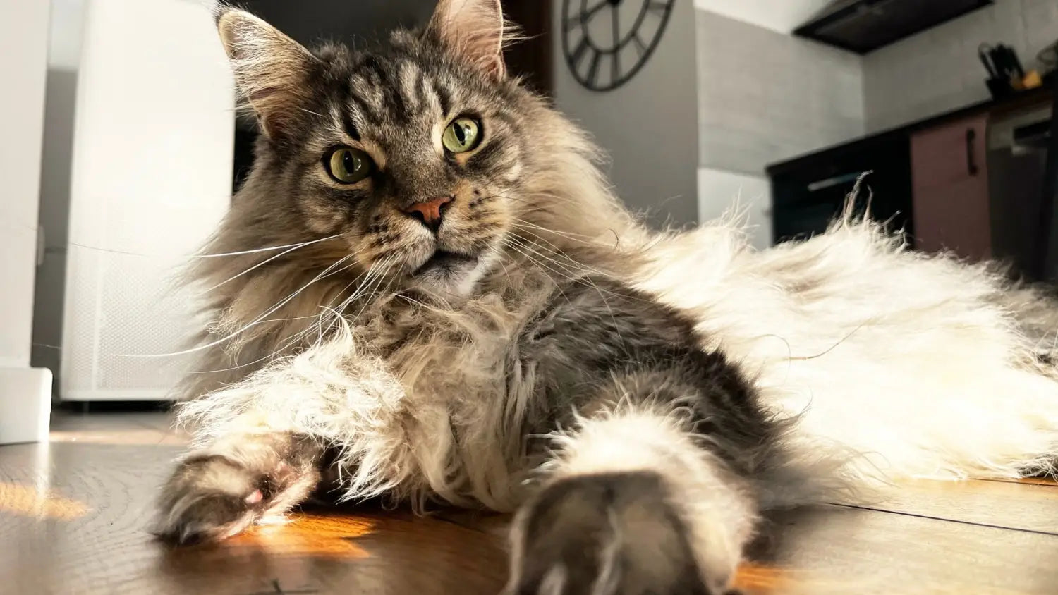 Training your maine coon cat: essential tips and techniques