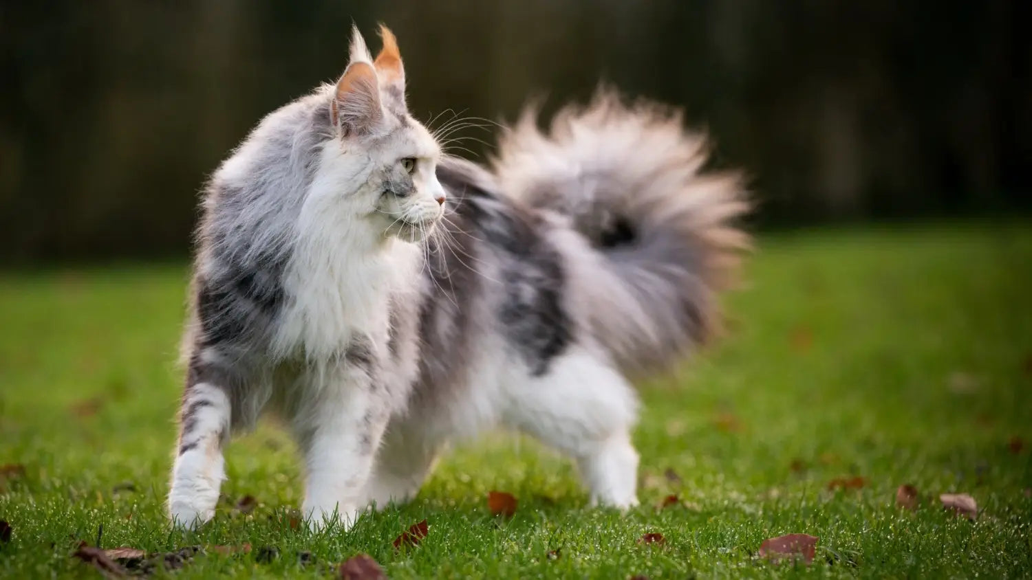 Training your maine coon cat: essential tips and techniques