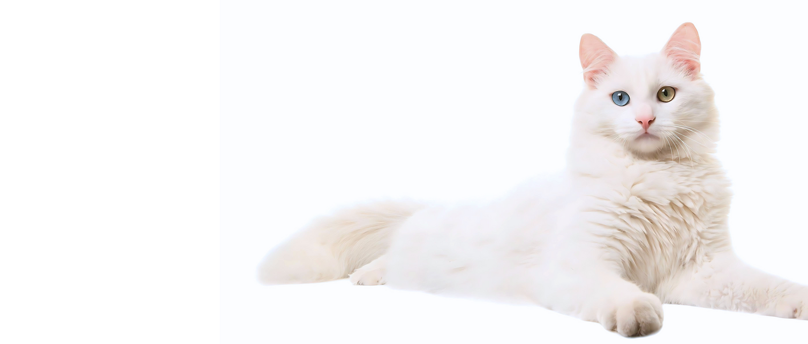 Angora Kittens Discover the Graceful Turkish Angora Cat - Your Ultimate Guide