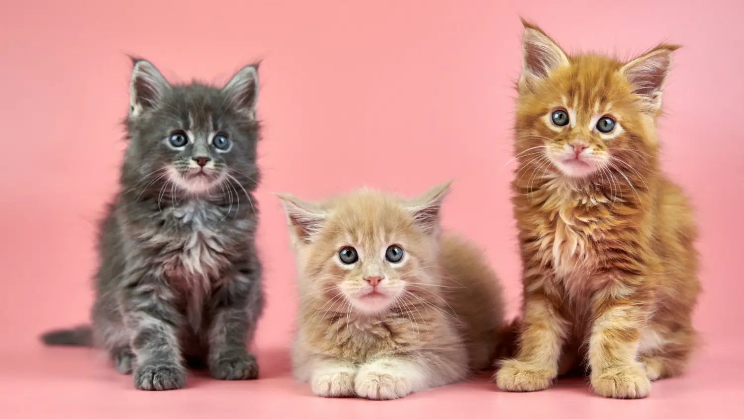Understanding polycystic kidney disease (pkd) in maine coons: caring for your feline friend’s health
