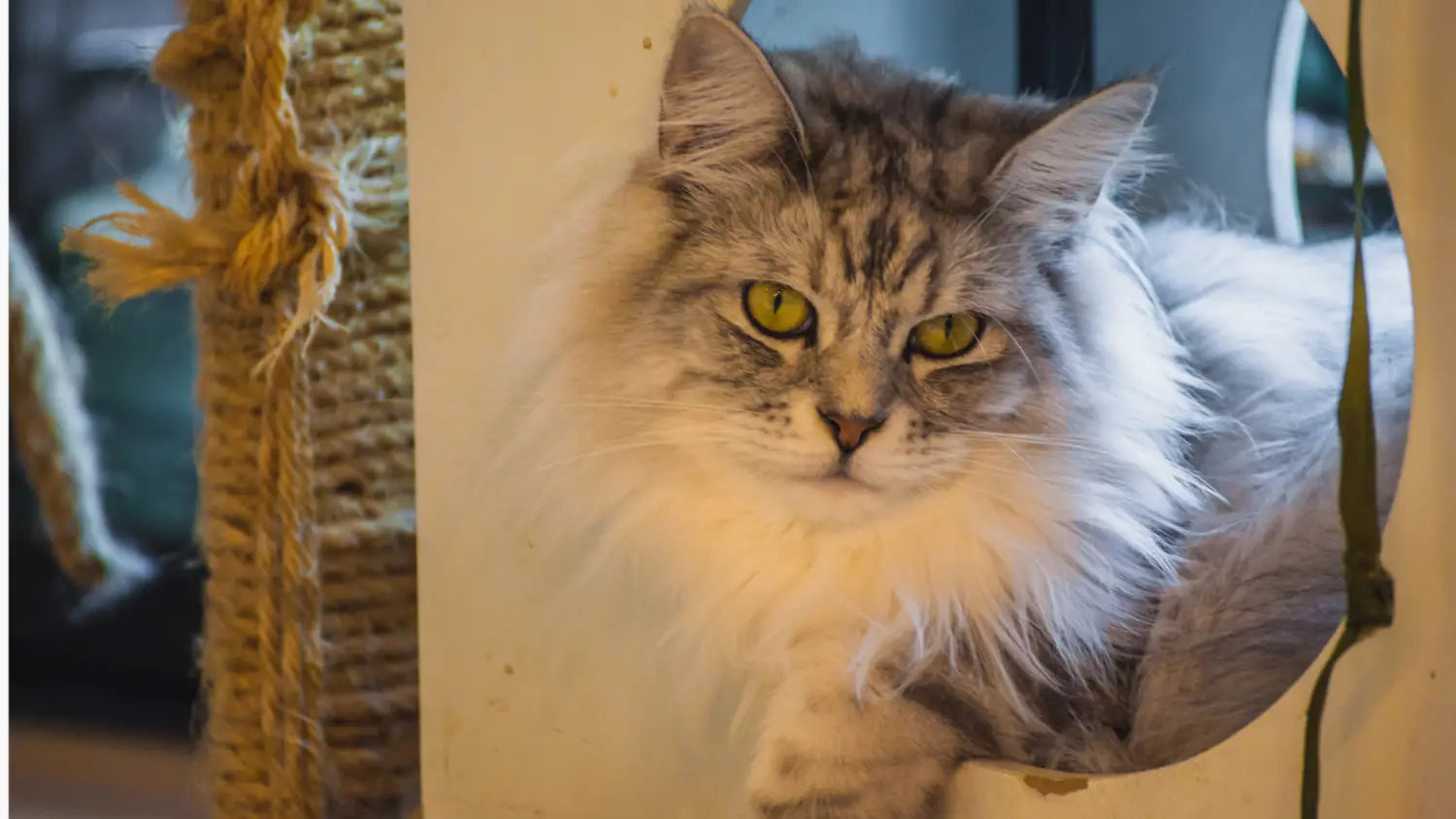 Understanding polycystic kidney disease (pkd) in maine coons: caring for your feline friend’s health