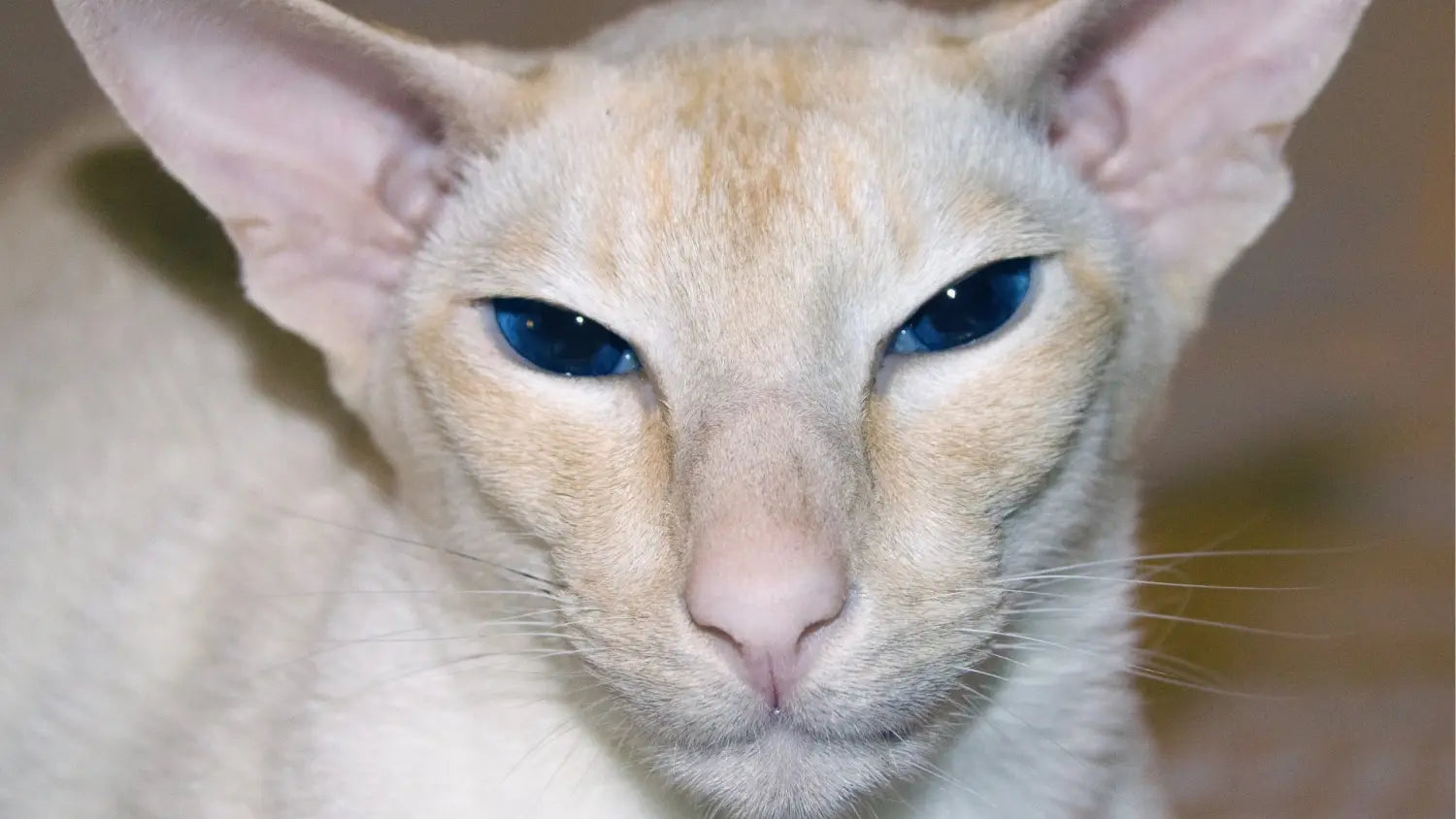 Unleashing fun: discover the playful side of colorpoint shorthair cats
