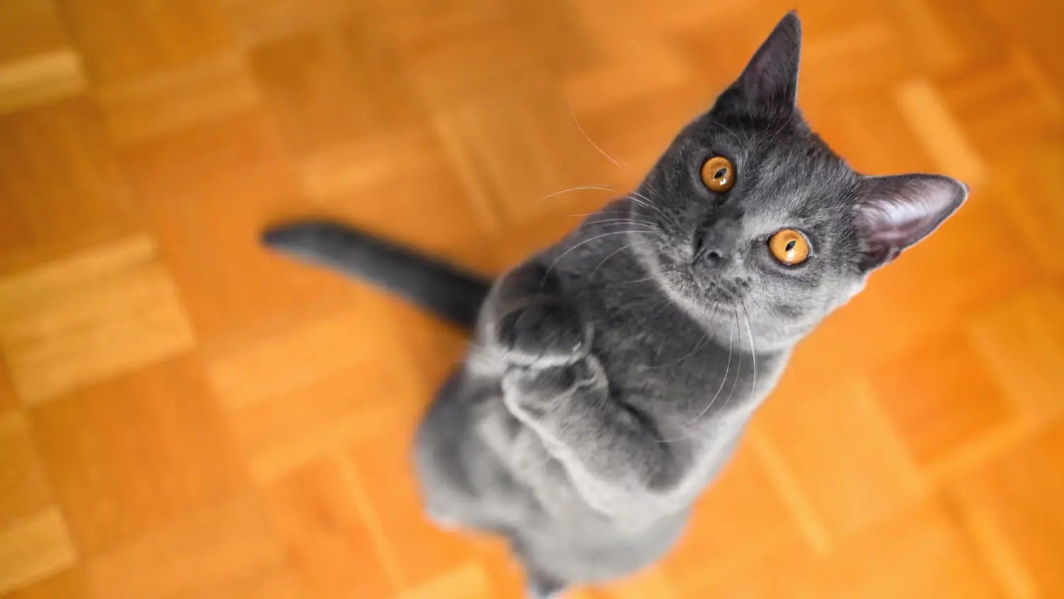 Unveiling the rarity: the scarcity and availability of chartreux cats