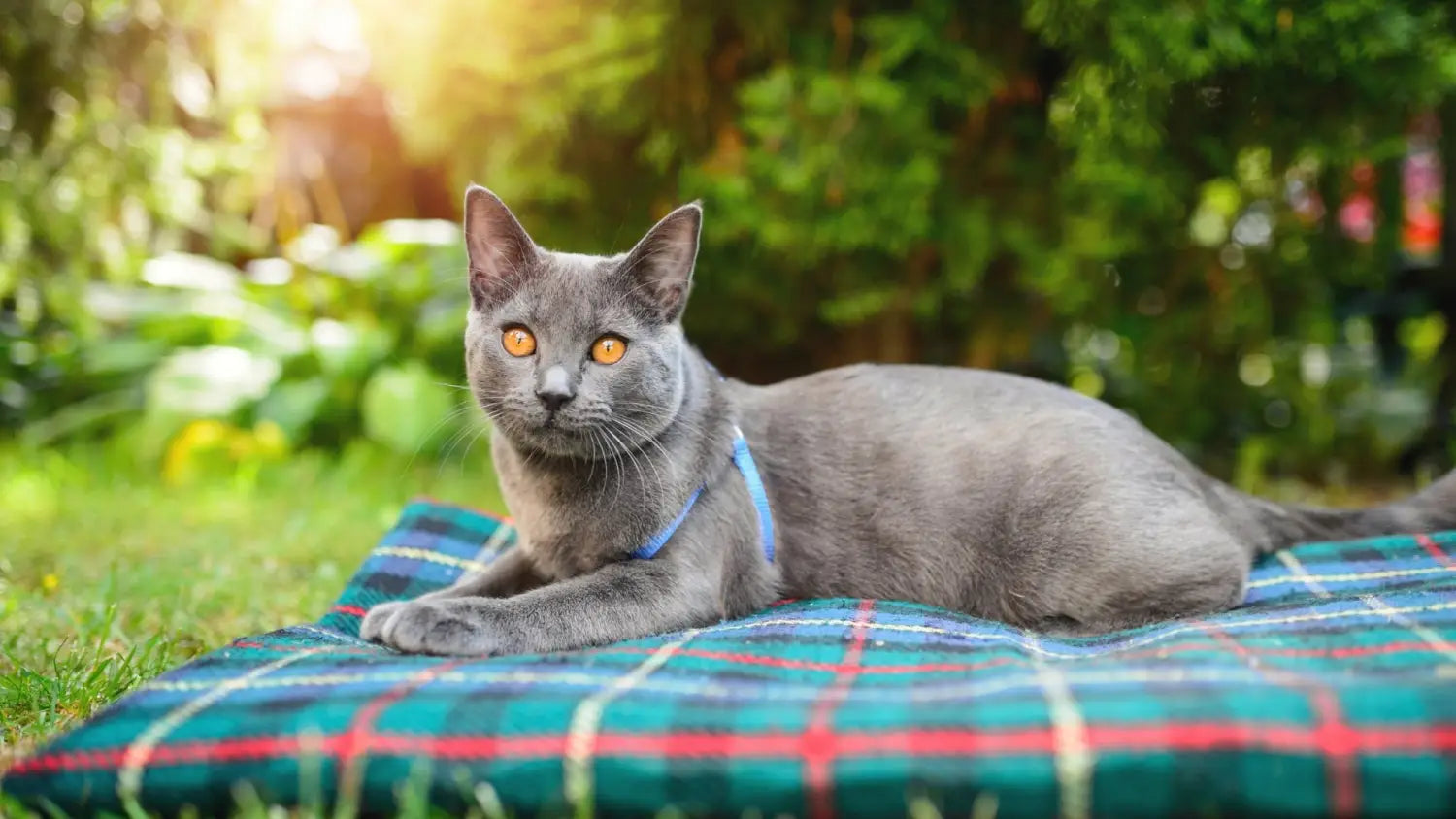 Unveiling the rarity: the scarcity and availability of chartreux cats