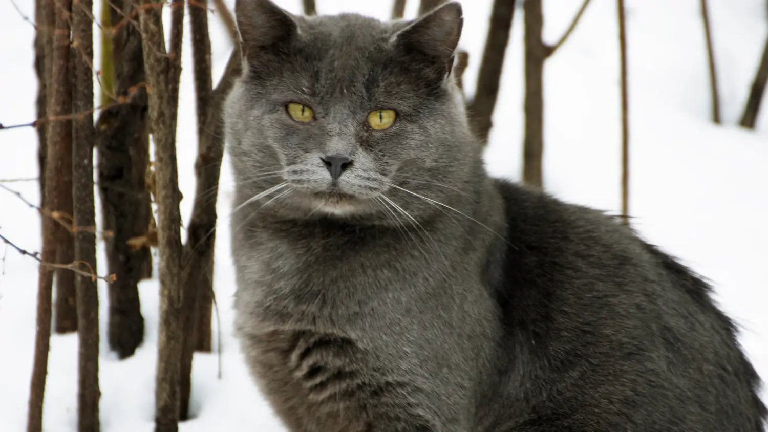 Unveiling the rarity: the scarcity and availability of chartreux cats