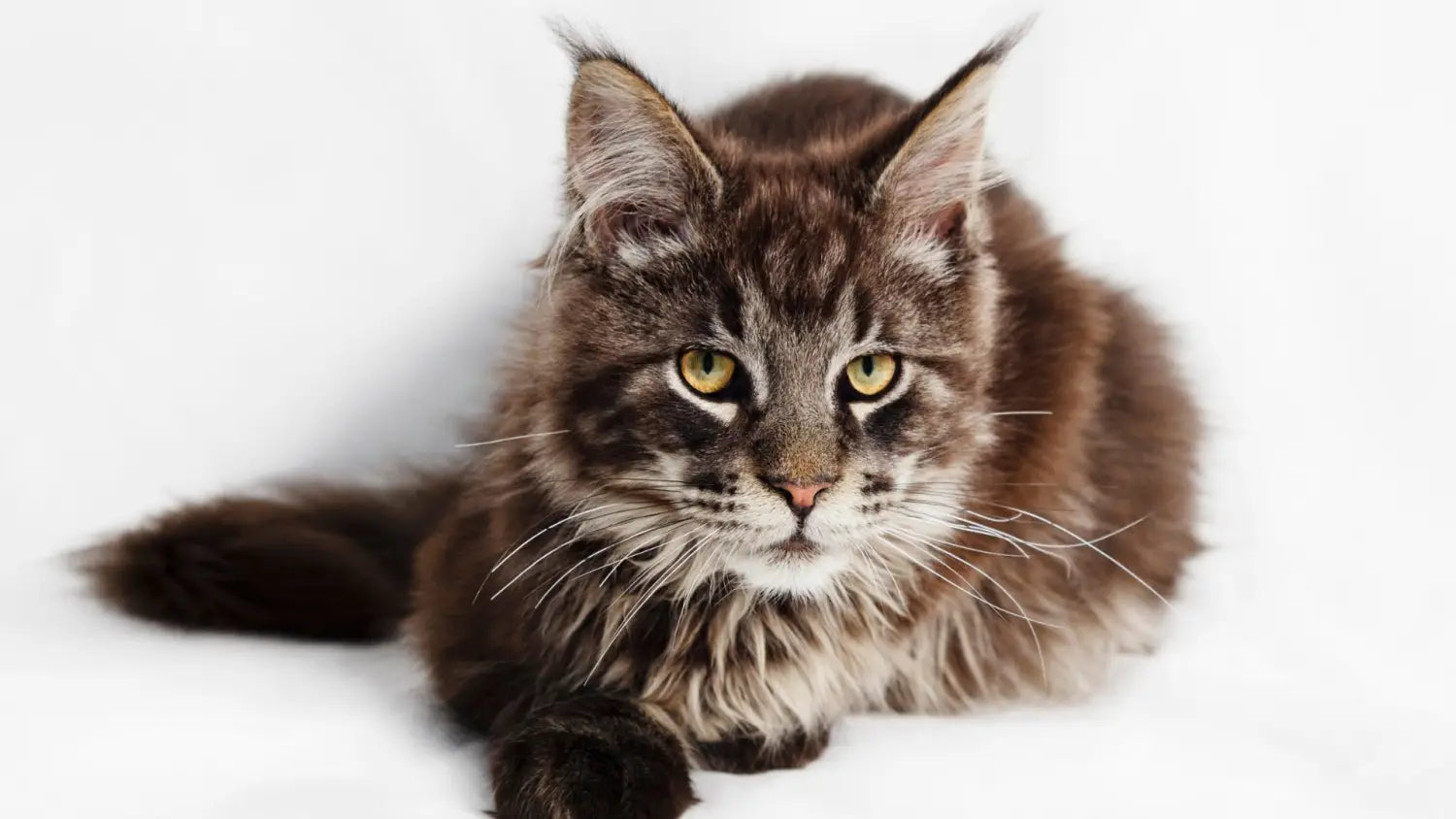 Unveiling the ultimate lynx care tips