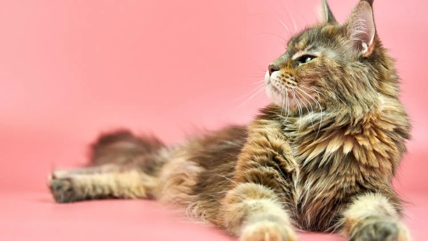 Unveiling the ultimate lynx care tips