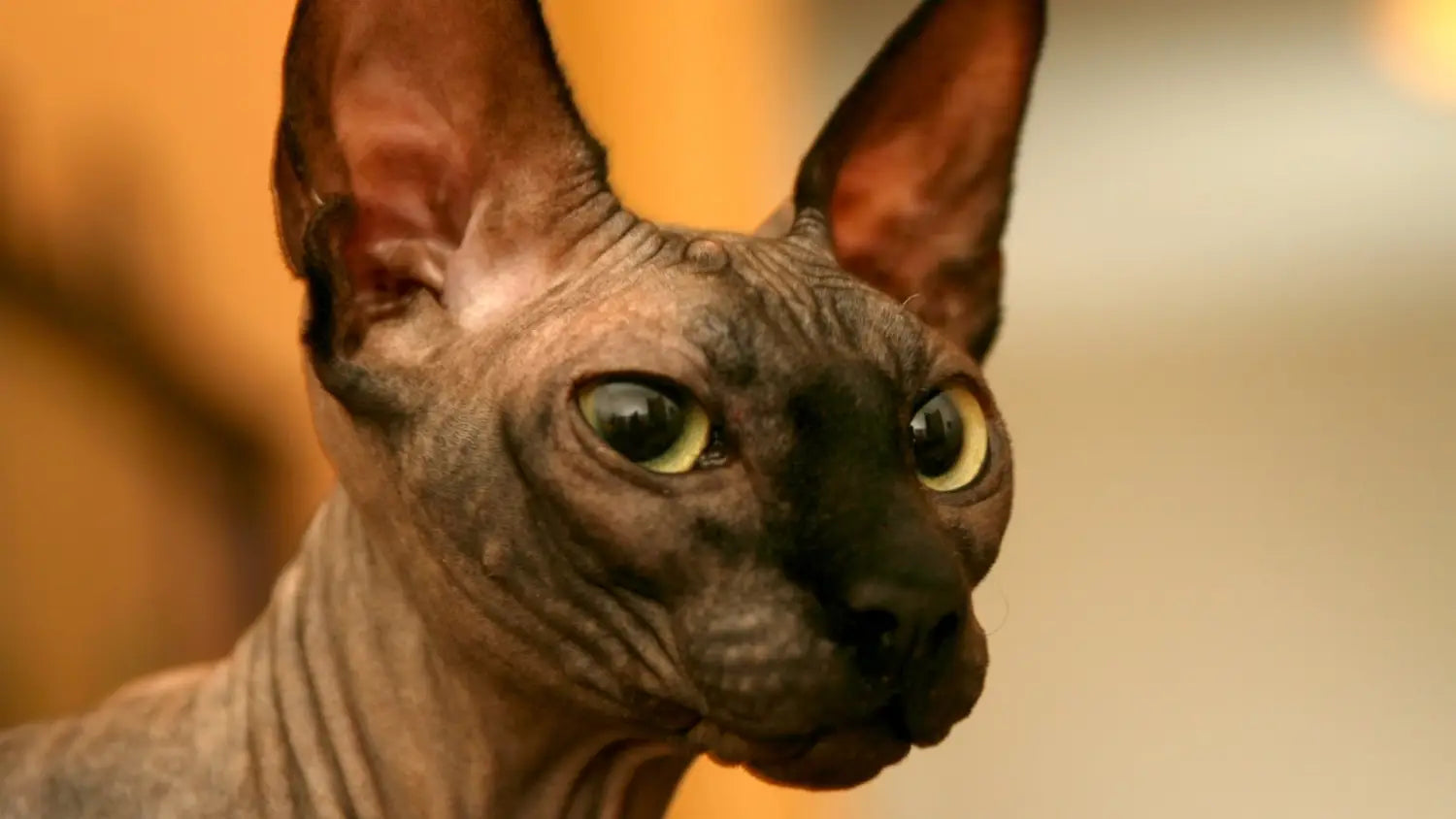 What you need to know before buying a sphynx cat