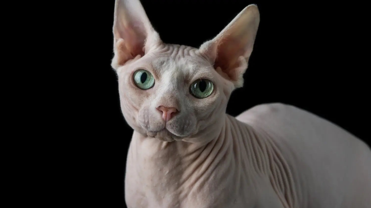 What you need to know before buying a sphynx cat