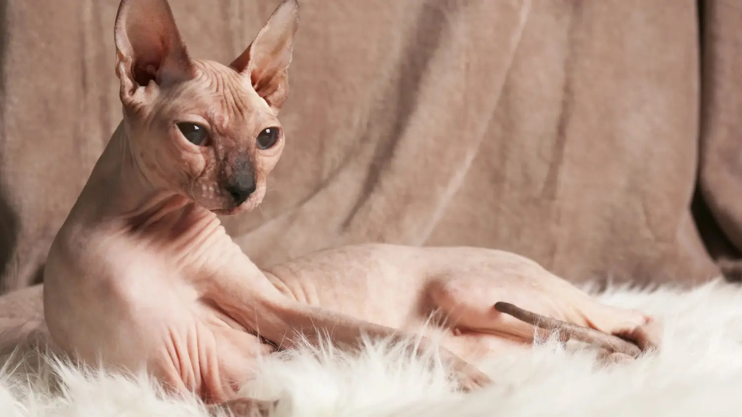 What you need to know before buying a sphynx cat
