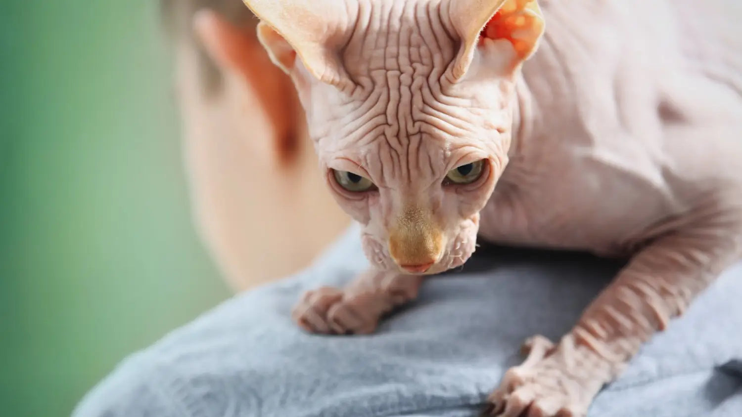What do you need to know before buying sphynx