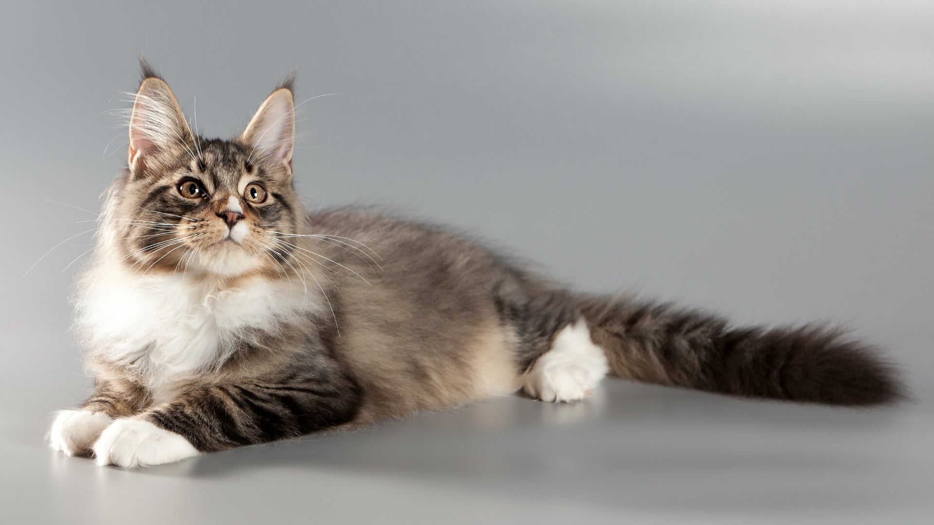 What is the temperament of a maine coon?