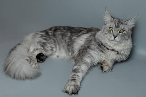 Santa | Maine Coon Kitten