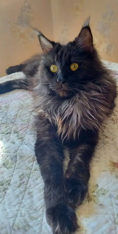 Santa | Maine Coon Kitten