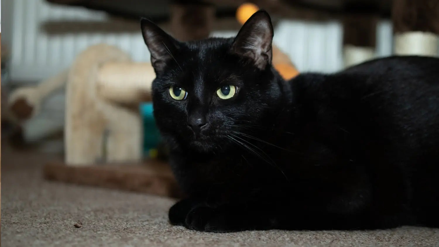 Why bombay cats make perfect pets: personality and appearance in focus