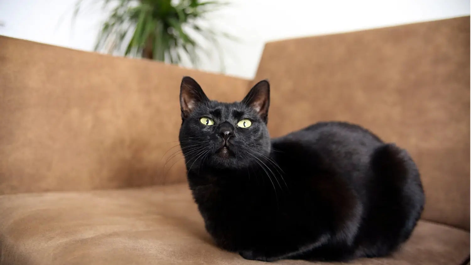 Why bombay cats make perfect pets: personality and appearance in focus