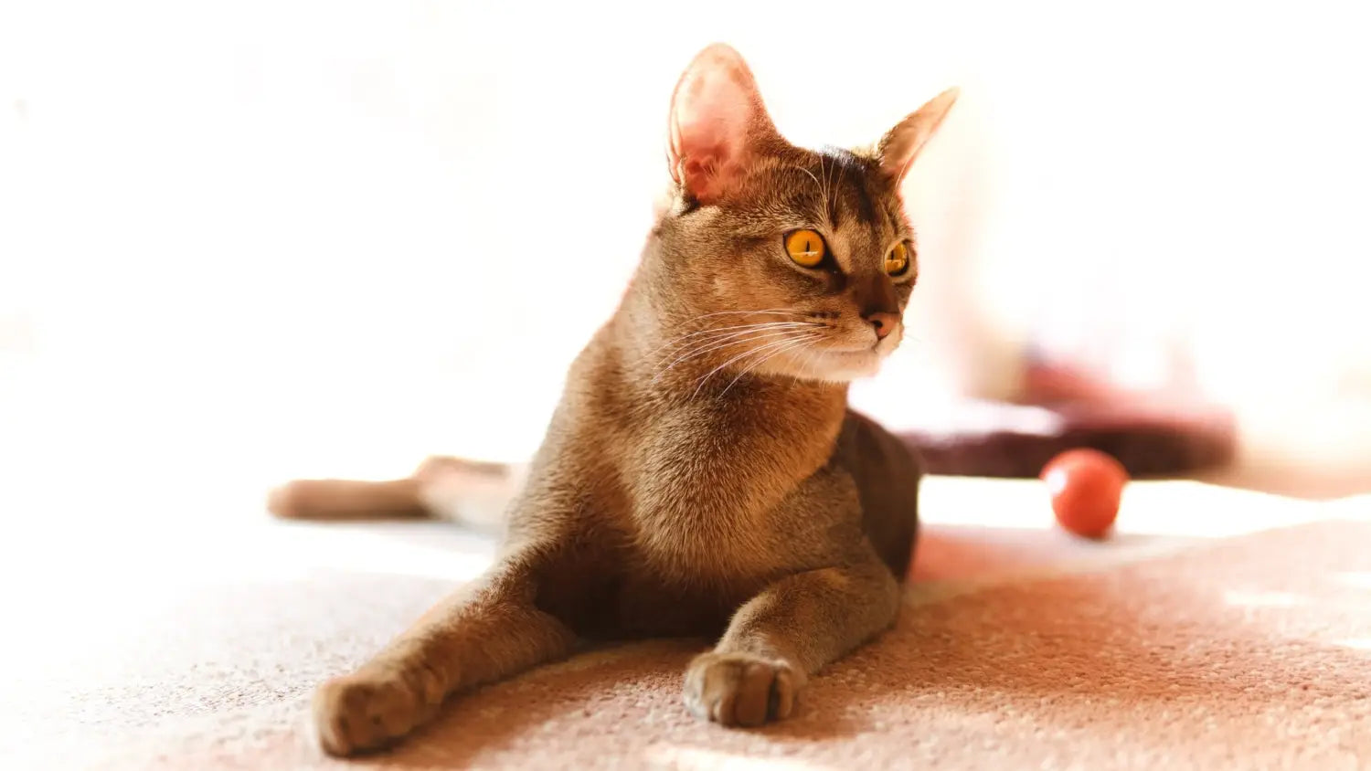 Why choose an abyssinian cat? Perfect pets for active families explained