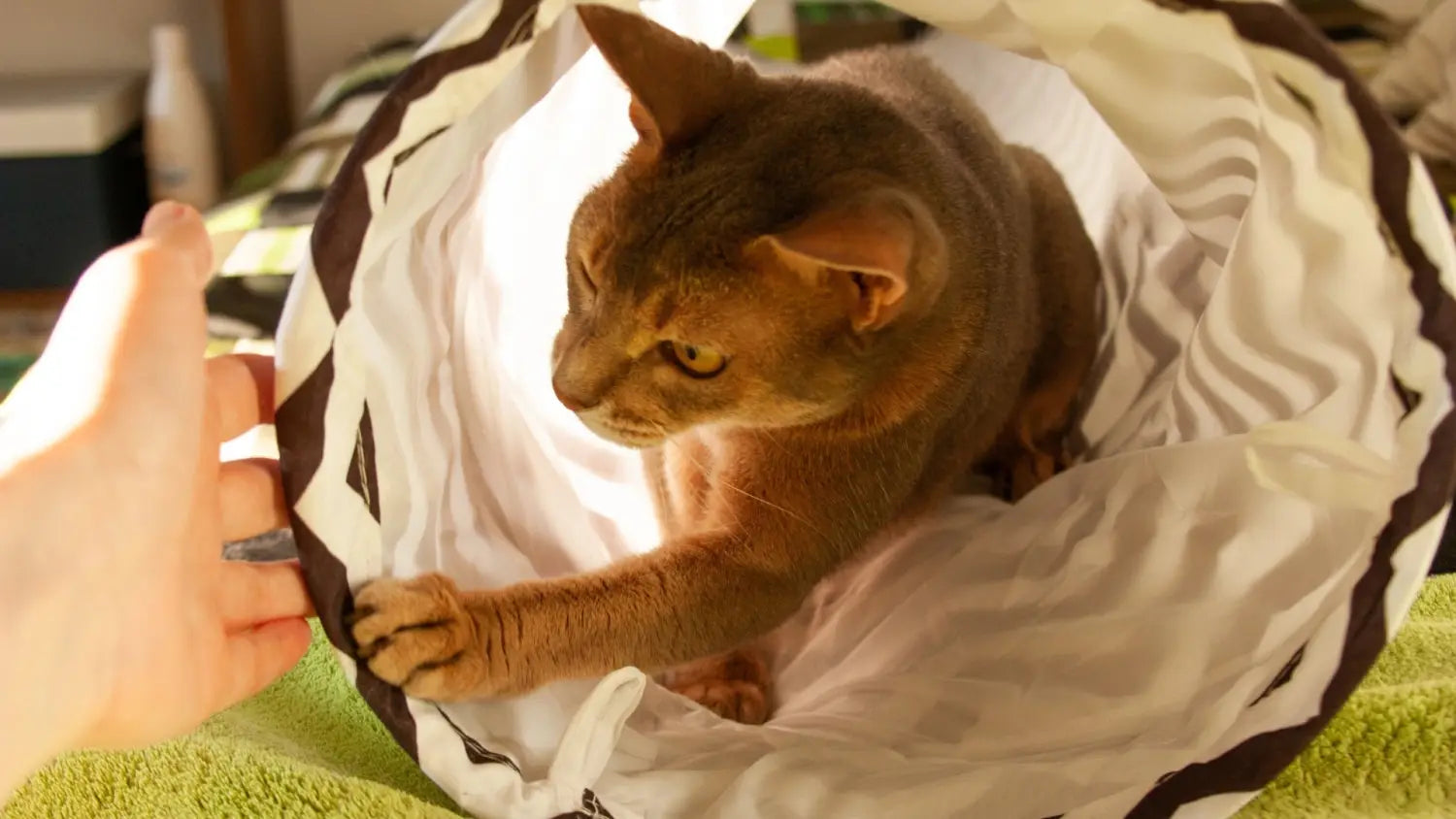 Why choose an abyssinian cat? Perfect pets for active families explained