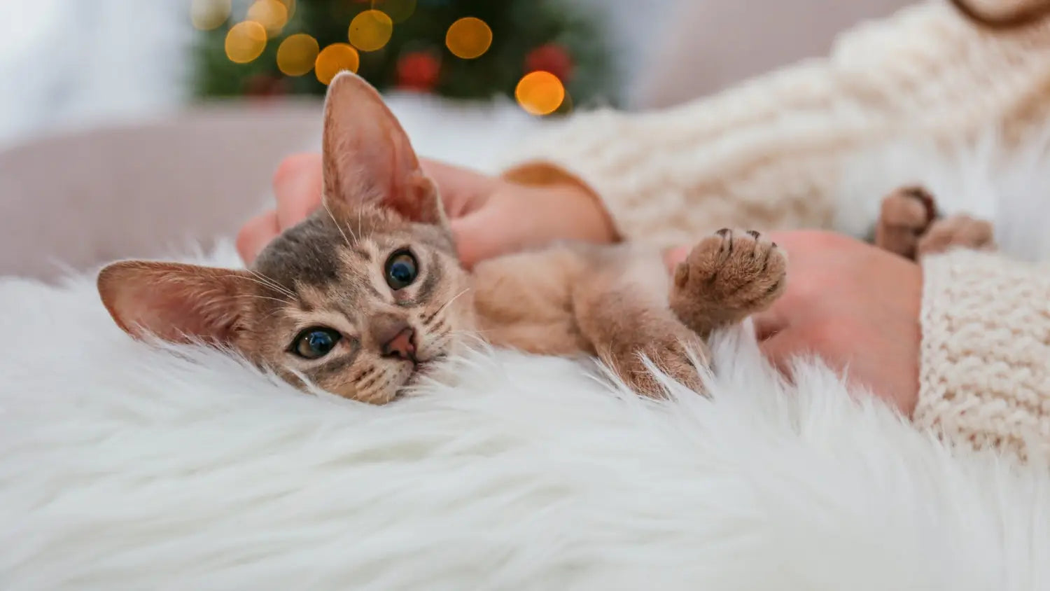 Why choose an abyssinian cat? Top 10 reasons they’re ideal for energetic families