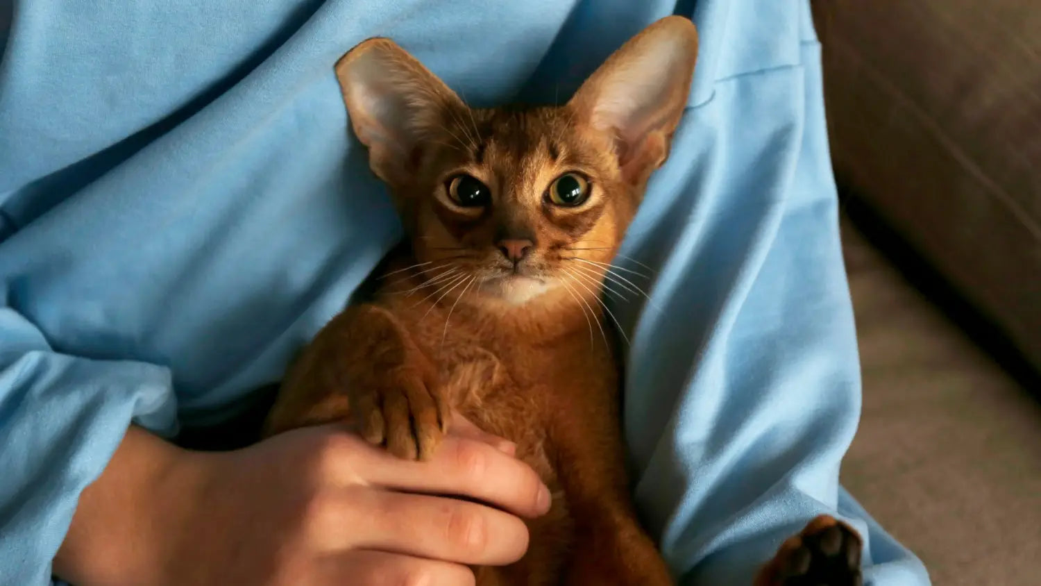 Why choose an abyssinian cat? Top 10 reasons they’re ideal for energetic families